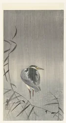 graznido bajo la lluvia