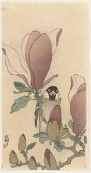 Gorrión en una rama de magnolia en flor