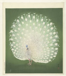 Pavo real