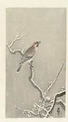 Waxwing en rama nevada