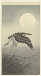 Garza en luna llena