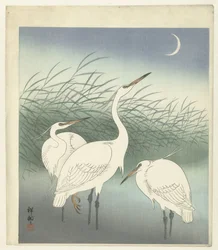 Garzas en aguas poco profundas