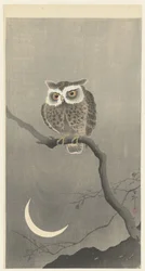 Autillo en una rama con luna creciente