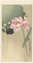 Pájaro cantor y Lotus
