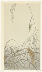 Saltamontes en las plantas de arroz
