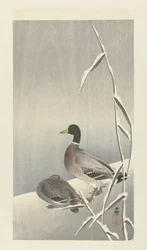 Dos patos en juncos nevados