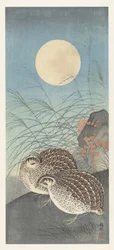 Dos codornices en luna llena.
