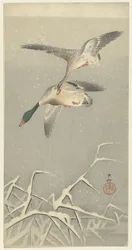 Dos patos salvajes en vuelo