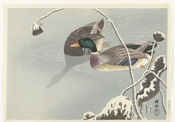 Dos patos silvestres cerca de un loto cubierto de nieve