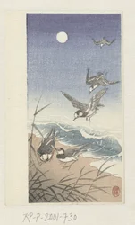 Aves en luna llena