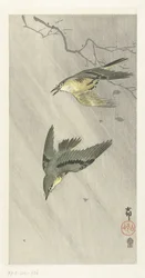 Pájaros cantores bajo la lluvia