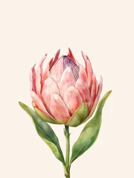 Flor de protea rosa