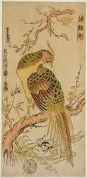 Faisán dorado (Kinkeicho)
