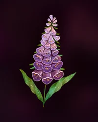 Elegante dedalera púrpura