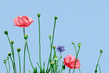 Papaveri rosa, 2019 (técnica mixta digital)
