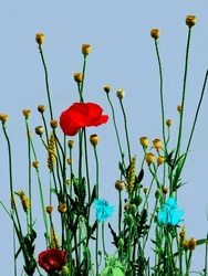 Amapola y flores, 2019 (técnica mixta digital)