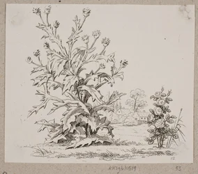 El cardo y la rosa