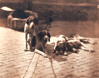 Perros de caza, c.1853 (grabado en sal)