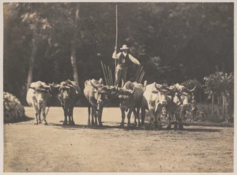 Equipo de seis bueyes con su conductor, c. 1853