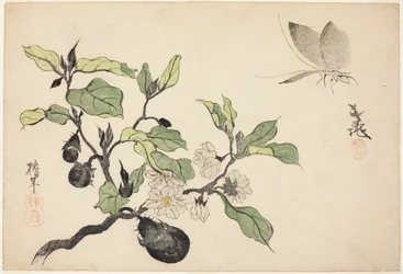 Berenjena con frutas y flores