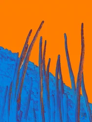Cactus azules, cielo naranja