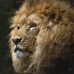 Majestuoso león dorado