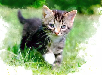 Gatito juguetón en la hierba