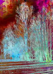 Un bosque surrealista y colorido