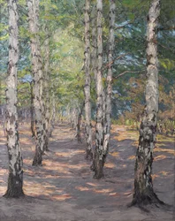 Sendero de abedules en el Heller, cerca de Dresde