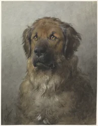 Cabeza de un Leonberger
Cabeza de un Leonberger, de frente