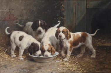 Cachorros de San Bernardo bebiendo leche