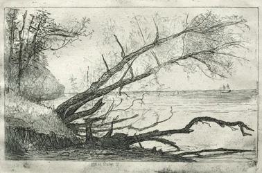 Viejo sicomoro, 1877