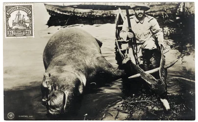 Cazador alemán con hipopótamo, África Oriental Alemana, c.1910