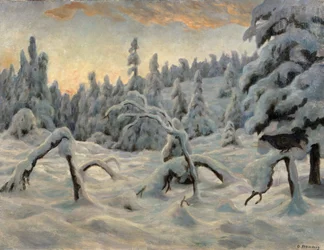 Bosque de abetos después de la nevada