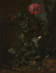 Naturaleza muerta con amapola, insectos y reptiles, ca. 1670