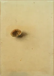 Cáscara de nuez