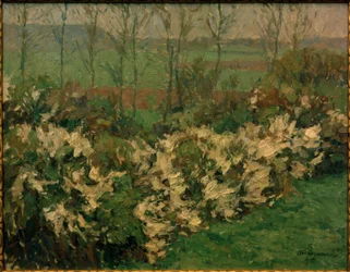 Seto de espino blanco