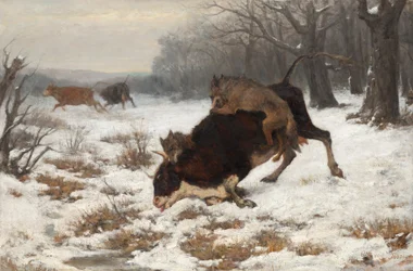 Una vaca es atacada por lobos.