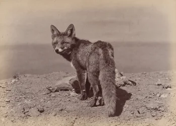 [Zorro], 1886