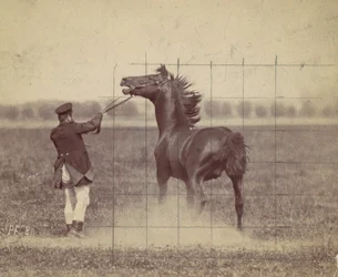 Caballo, 1884