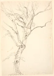Árbol de haya deshojado