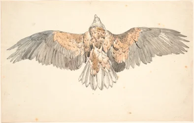 Un ratonero muerto con alas extendidas