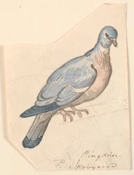 Una paloma torcaz