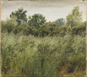 Campo de avena cerca de Vejby