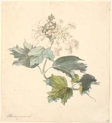 Sauco (Viburnum)