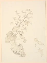 Plantas de acedera