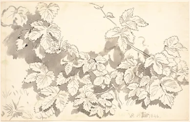 Hoja de estudio. Hojas de roble.