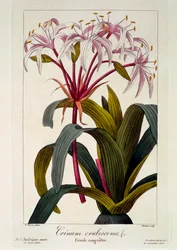 Crinum erubescens, pub. 1836
