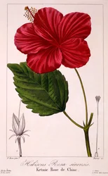 Hibisco: H. rosa-sinensis