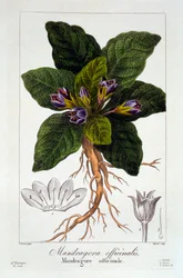 Mandrágora: Mandragora officinarum, pub. 1836